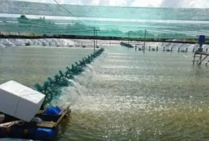 Application of agricultural lime to achieve hyper-alkaline soil conditions for EHP eradication in shrimp ponds.