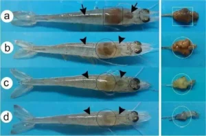 DHelix Q8 qPCR system and detection kits monitoring shrimp hepatopancreas enlargement and pathogen infections in Litopenaeus vannamei