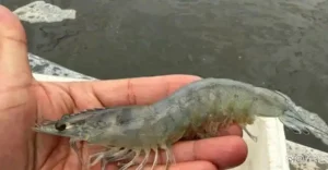 Clinical presentation of White Muscle Syndrome in shrimp showing opaque milky-white abdominal muscle segments.