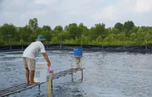 DHelix Q16 portable qPCR system running total vibrio count and total bacterial count screening for shrimp post-larvae hepatopancreas samples.