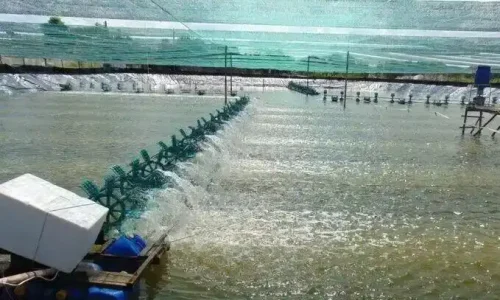 Application of agricultural lime to achieve hyper-alkaline soil conditions for EHP eradication in shrimp ponds.