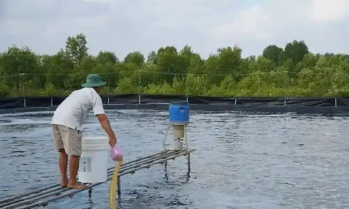 DHelix Q16 portable qPCR system running total vibrio count and total bacterial count screening for shrimp post-larvae hepatopancreas samples.