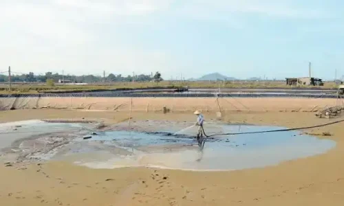 Mechanical desilting and sludge removal operations for effective EHP eradication in shrimp ponds.